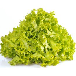 Kıvırcık Marul (Adet)