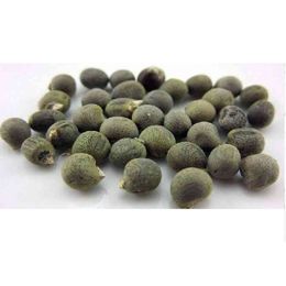 Lokman Aktar 1 kg Bamya Tohumu