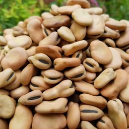 Natural Köy Ürünleri 25 kg Kuru Bakla