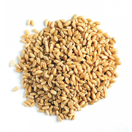 Natural Köy Ürünleri 5 kg Yerli Buğday