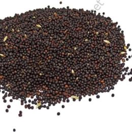 Pavrika 100 gr Şalgam Tohumu
