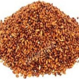 Pavrika 100 gr Süpürge Tohumu