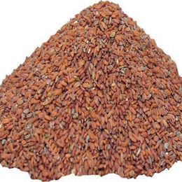 Pavrika 100 gr Tere Tohumu