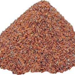 Pavrika 100 gr Tere Tohumu