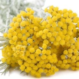Pavrika 50 gr Altın Otu