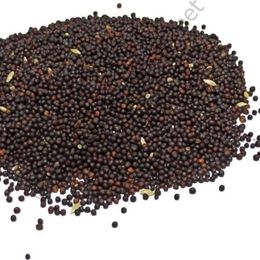 Pavrika 50 gr Şalgam Tohumu