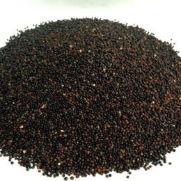 Pavrika 50 gr Siyah Hardal Tohumu