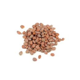 Pavrika 50 gr Turp Tohumu