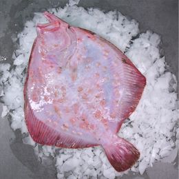 Reyondan 1 kg Kalkan