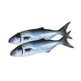 Reyondan 1 kg Lüfer