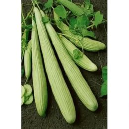 Royaleks 10 gr Acur Tohumu