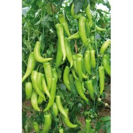 Royaleks 10 gr Çarliston Biber Tohumu