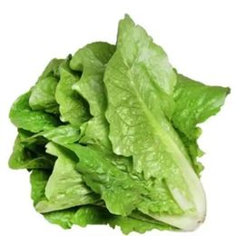 Royaleks 10 gr Yedikule Marul Tohumu