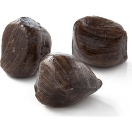 Şekerci Cafer Erol 500 gr Kahveli Akide Şekeri