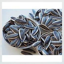Ticaret Denizi 1.4 kg Çiğ Dakota Çekirdek