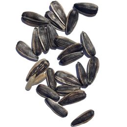 Ticaret Denizi 650 gr Çiğ Dakota Çekirdek