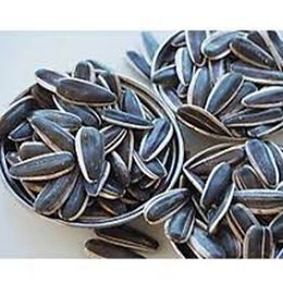 Ticaret Denizi 700 gr Çiğ Dakota Çekirdek
