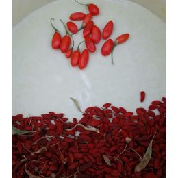Tomris Agricultural Products 1 kg Goji Berry Kurt Üzümü