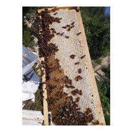Toroslar 1 kg Taşeli Petek Bal