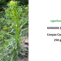 Ugurluorganik 250 gr Kanada Şifa Otu Çayı
