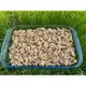 500 gr Yerli Chandler Ceviz
