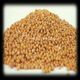 Aktarzane 500 gr Sarı Hardal Tohumu