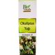 Bio Vitals 12x20 ml Okaliptus Yağı