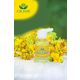 Cilton 20 ml Sarı Kantaron Yağı
