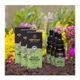 Eğriçayır 3x20 ml Organik Alkol Bazlı Propolis