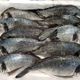 Fish Fish 600 gr Temizlenmiş Donuk Çipura