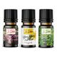 Le Balvo 10 ml Yeşil Çay + Ylang Ylang + Zeytin Çiçeği Uçucu Yağ