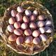 Little Sister's Farm 30'lu Organik Gezen Tavuk Köy Yumurtası