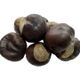 Lokman 100 gr At Kestanesi