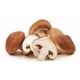 Shitake Mantar