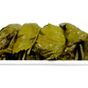 Aktarzane 1000 gr Tokat Salamura Yaprak