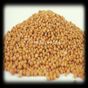 Aktarzane 500 gr Sarı Hardal Tohumu