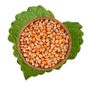 Antik Kuruyemiş 500 gr Patlatmalık Mısır