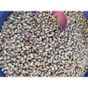 Atayname 1 kg Renkli Barbunya