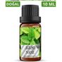 Auran 10 ml Nane Uçucu Buhurdanlık Yağı