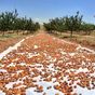 Bizim Yöre 1 kg Jumbo İri Gün Kurusu Kayısı