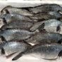 Fish Fish 600 gr Temizlenmiş Donuk Çipura