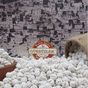 Gürbüzler 1 kg Kavrulmuş Şekerli Leblebi