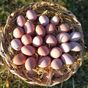Little Sister's Farm 30'lu Organik Gezen Tavuk Köy Yumurtası