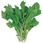 Royaleks 10 gr Tere Tohumu
