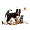 Pet