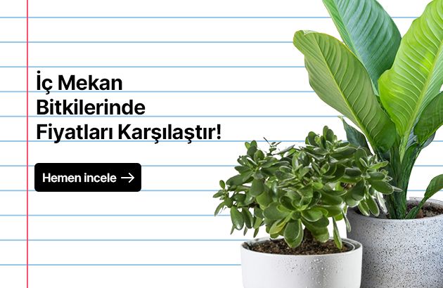 İç Mekan Bitkileri