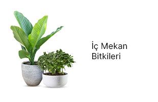 İç Mekan Bitkileri